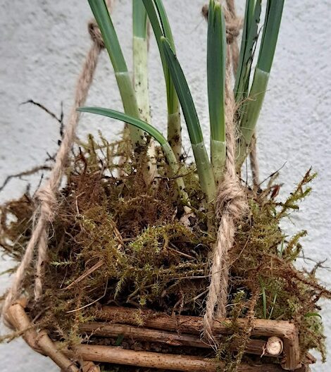 Workshop – Japanese Kokedama Snowdrop Display