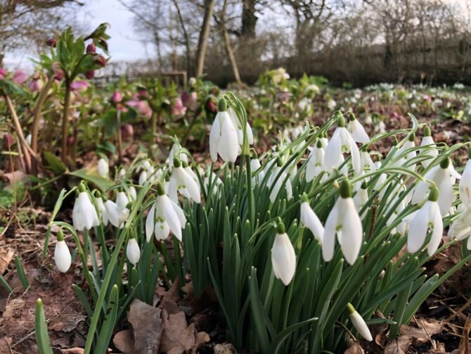 Yeo Valley Open Gardens