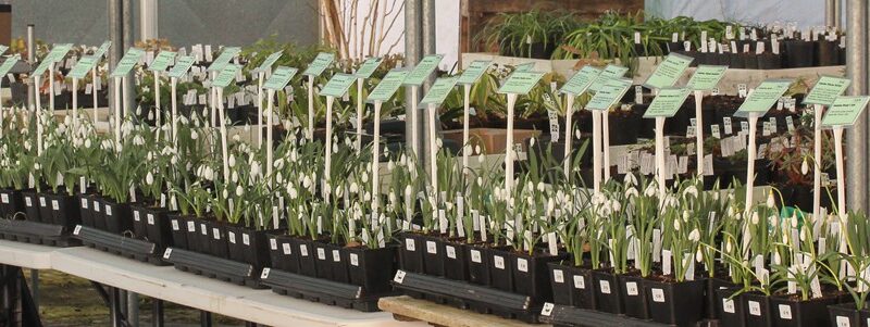 Bulbs, plants, seeds, gardenalia, garden tools & sculpture