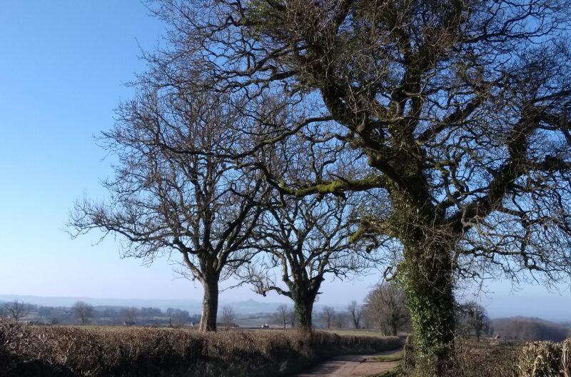Winter Ramble