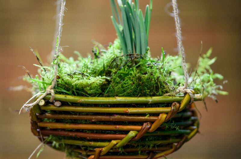 Workshop – Japanese Kokedama Snowdrop Display