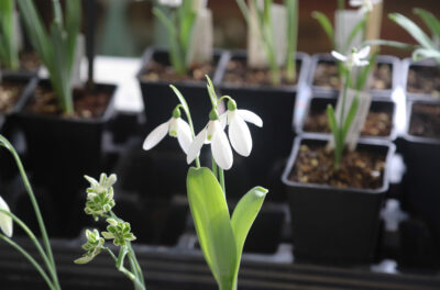 Exciting News for the 2026 Shepton Snowdrop Festival