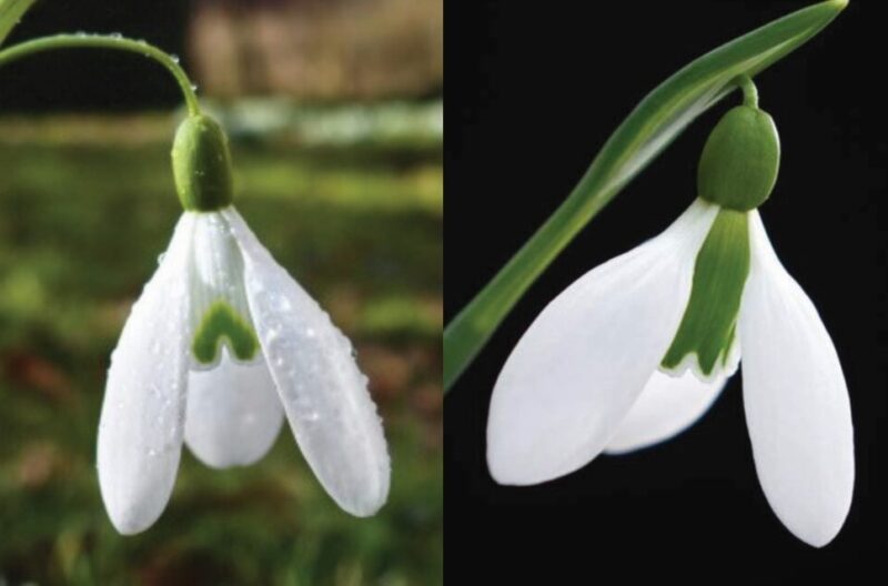 James Allen & The Story of the Snowdrop History Displays
